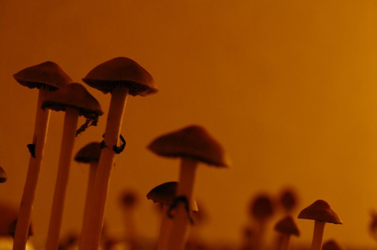  A photo of Pscilocybin Cubensis, a hallucinogenic mushroom.