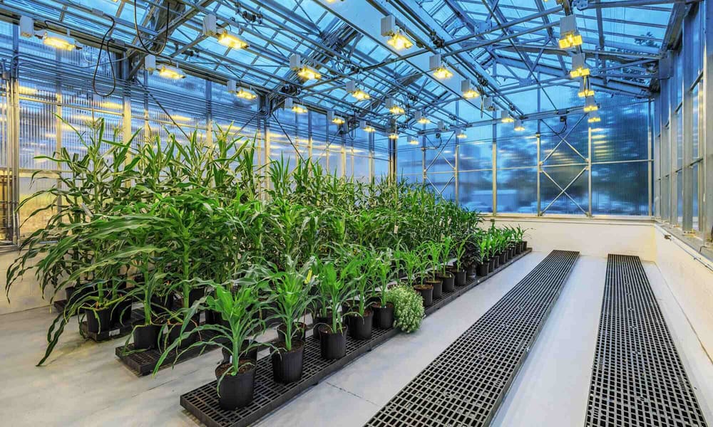 A photo of the interior of one of AgBiome's greenhouses.