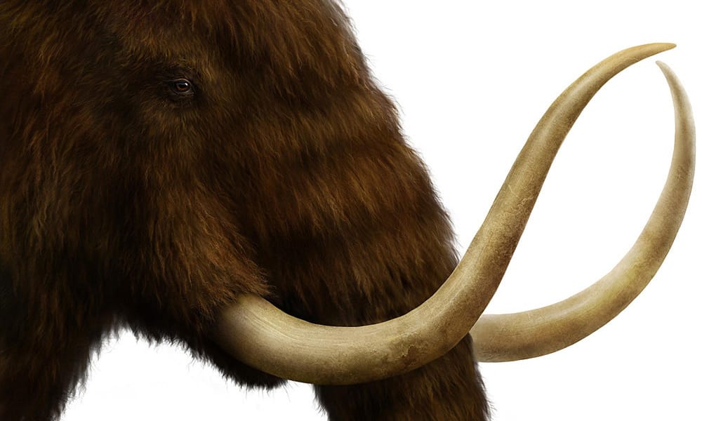 An artist's depiction of a wooly mammoth by Eldar Zakirov.