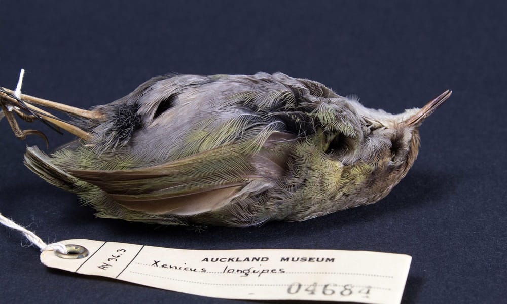 A close-up photo of a bird called Xenicus Longipes from the Auckland Museum.