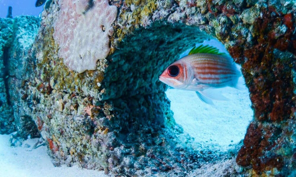 A photo of a Squirrelfish seeking shelter and food on IntelliReefs pilot project in Saint Maarten.