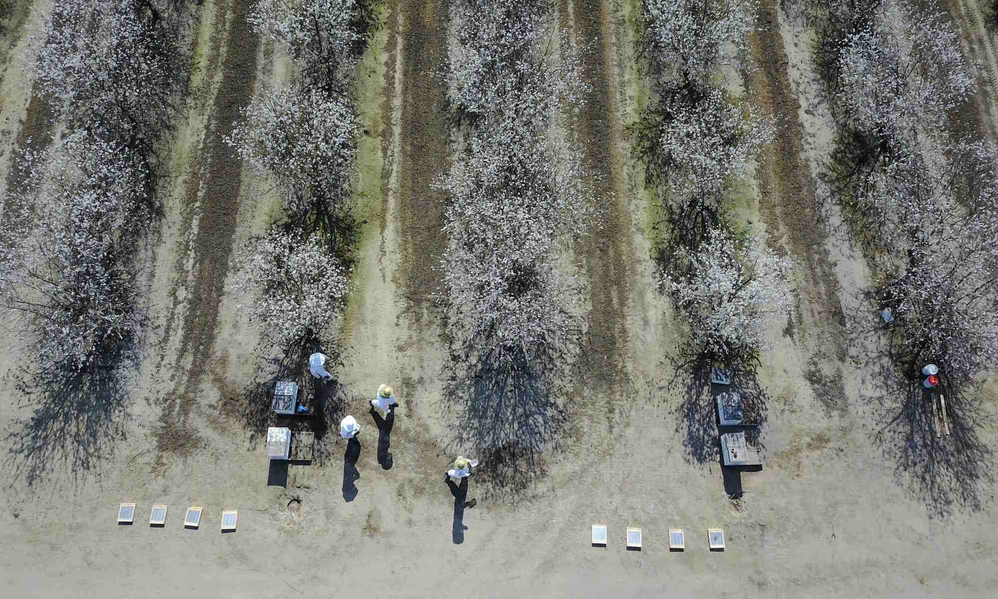 Aerial view of Beeflow's team tending to an almond orchard