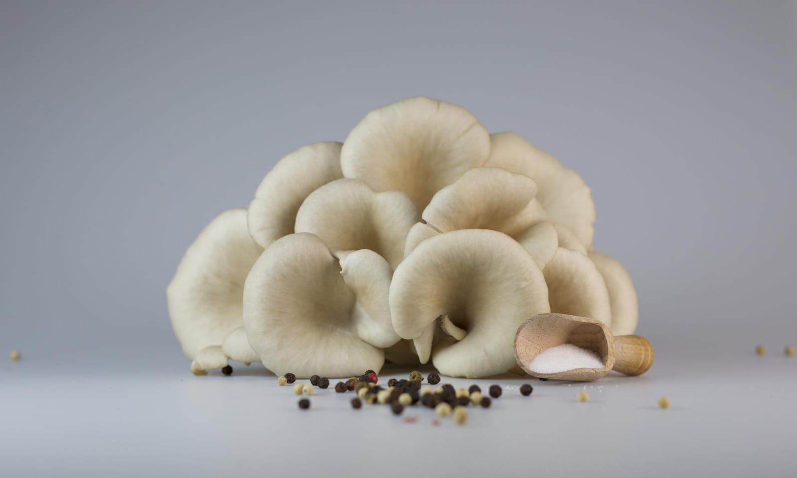 Social enterprise rotterzwam grows mushrooms from coffee waste and wants to teach others how