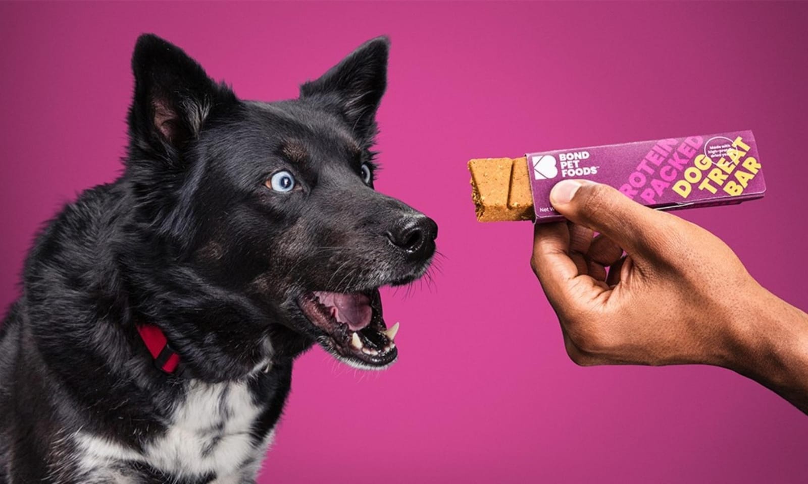 A photo of a black dog on the left side looking excitedly at an opened Bond Pet Foods treat bar.