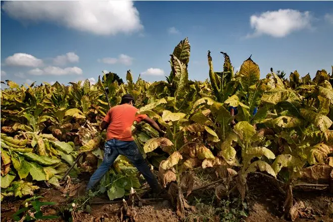 Workers before their time: the rise of child labour in the United States